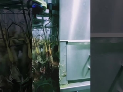 उच्च क्षमता वाली पोल्ट्री कत्लेआम लाइन हलाल चिकन कत्लेआम मशीन 1000BPH