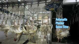 स्वचालित प्लकर