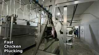 चिकन प्लकर