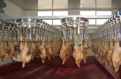 स्टेनलेस स्टील सामग्री के साथ अनुकूलन योग्य और टिकाऊ पोल्ट्री प्रसंस्करण लाइन स्टेनलेस स्टील 304