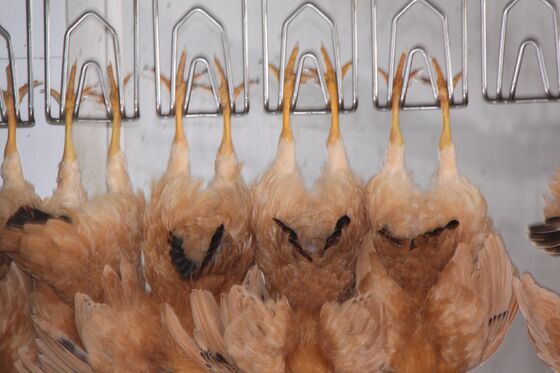 उच्च दक्षता हलाल चिकन वध उपकरण टर्नकी पोल्ट्री प्रसंस्करण लाइन प्रति घंटे 1000 पक्षियों के लिए